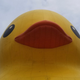Little bit of sky, whole lot of duck.
